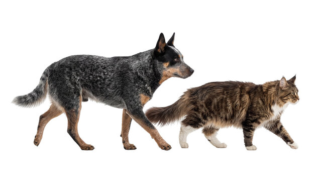 Blue Heeler dog and Maine Coon cat walking together, side view studio shot, isolated PNG on transparent background, domestic pets companionship