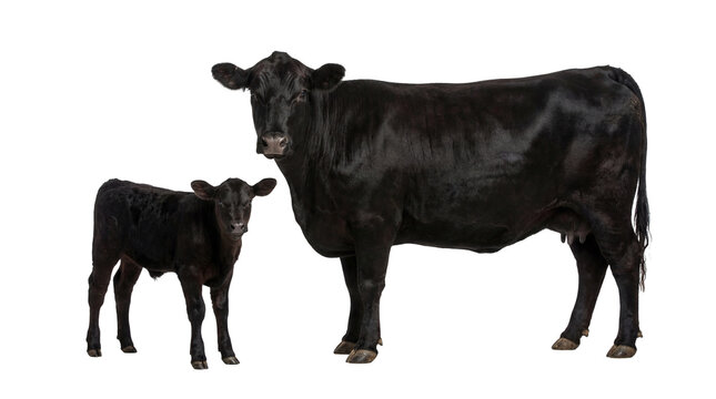 Large black Angus cow and her young calf standing together, isolated on transparent background, livestock animal photography PNG