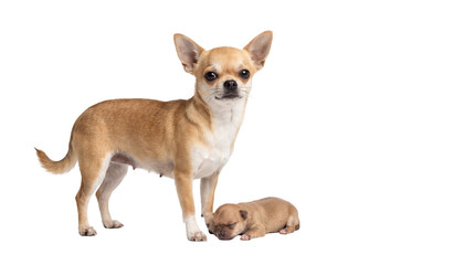 Adorable chihuahua mother dog standing next to her tiny sleeping puppy, isolated on transparent...