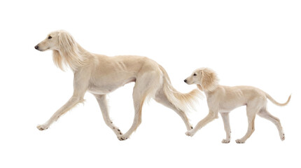 Fototapeta premium Elegant adult Saluki dog and its charming puppy walking in unison, their graceful figures perfectly isolated, high-quality PNG image