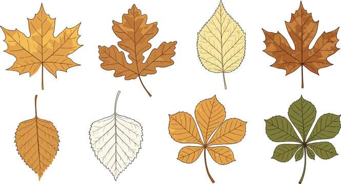 Autumn tree leaves collection with maple oak birch chestnut and fall foliage botanical vector illustration set