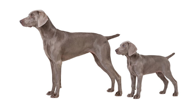 A graceful adult Weimaraner dog and an adorable puppy standing side by side, isolated on transparent background, showcasing their sleek grey coats PNG