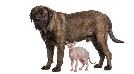 Obraz premium Majestic brindle English Mastiff dog standing beside a small, hairless pink Sphynx cat, both pets looking at camera, isolated PNG for pet-themed designs