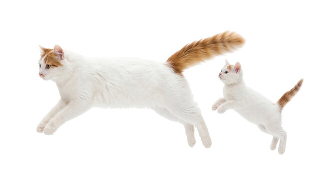Dynamic duo of a fluffy white and ginger adult cat and playful kitten leaping mid-air, perfectly isolated PNG for pet-themed designs