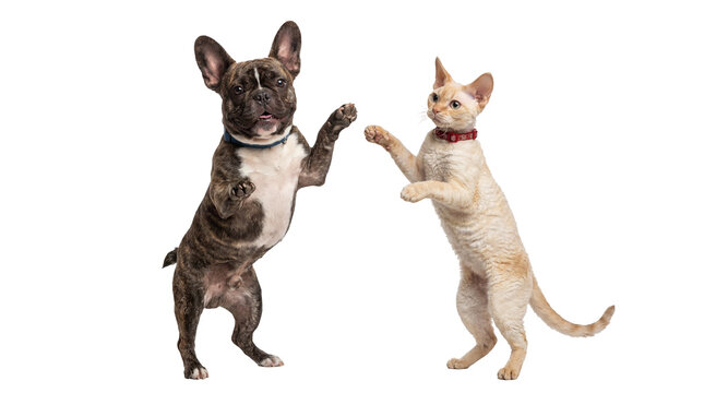 Playful brindle French Bulldog and cream Devon Rex cat standing on hind legs, interacting, isolated PNG on transparent background, pet companionship