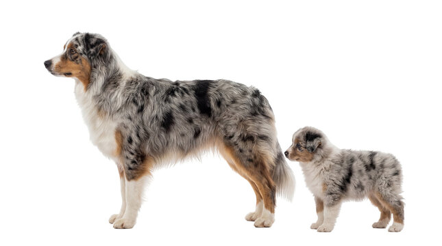Adult blue merle Australian Shepherd dog and adorable puppy standing side by side, isolated PNG on transparent background, perfect for pet-related designs