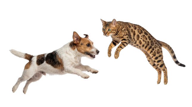 Energetic Jack Russell Terrier dog and a playful Bengal cat jumping in mid-air, isolated PNG, dynamic pet interaction on transparent background