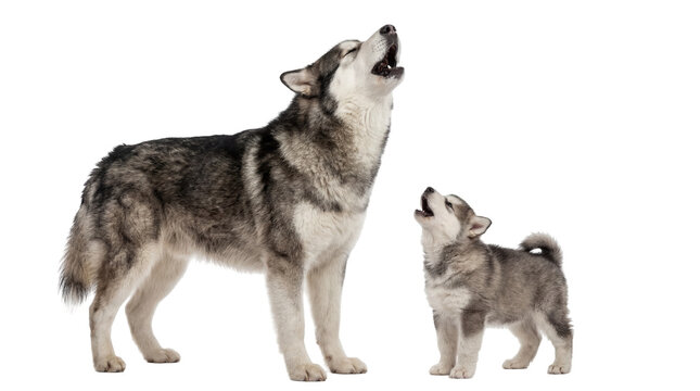 Majestic adult Alaskan Malamute and adorable puppy howling together, isolated PNG on transparent background, symbolizing family and communication