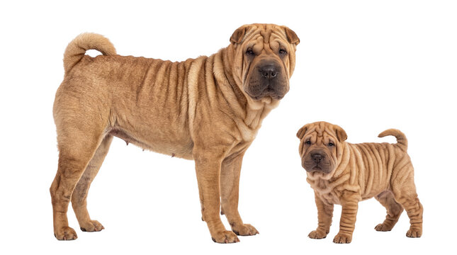 Fawn Shar Pei adult dog and adorable wrinkled puppy standing together, isolated on transparent background, showcasing their unique breed characteristics PNG