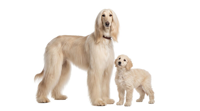 Elegant adult Afghan Hound and adorable Golden Retriever puppy standing together, isolated on transparent background, a charming dog duo PNG