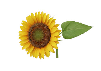 Obraz premium A bright and cheerful sunflower with a green leaf beside it