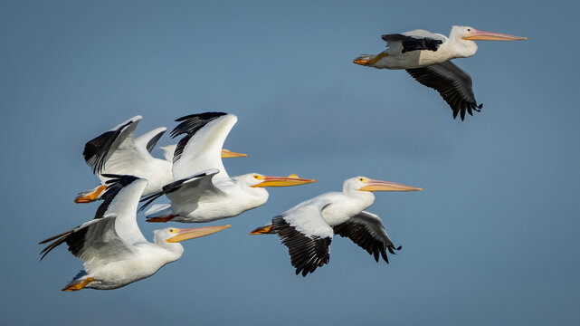 White Pelicans in Flight on a Texas Lake
