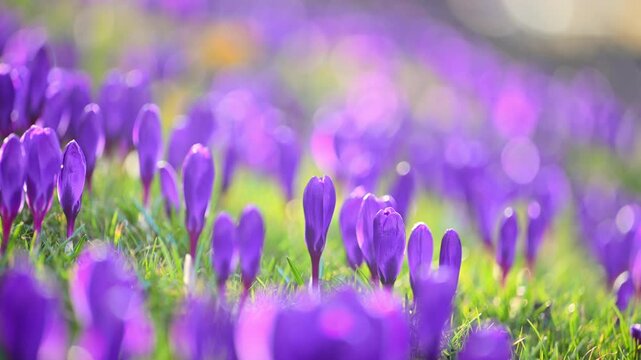 Spring wildflowers crocus in forest clearing, golden light slow motion