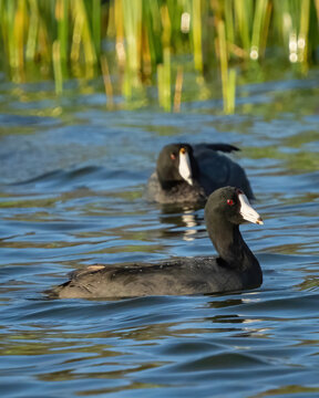 Coot bird on the Lake