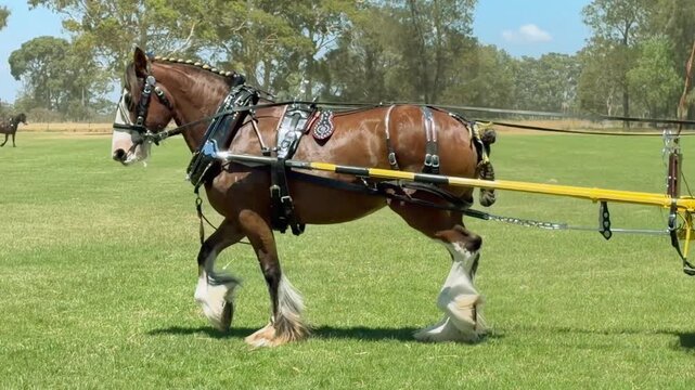 Brown horse with white markings pulling a yellow carriage on green grass field