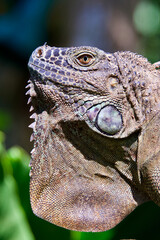 Obraz premium Black Spiny-tailed Iguana Closeup Costa Rica Caribbean Coast Central America