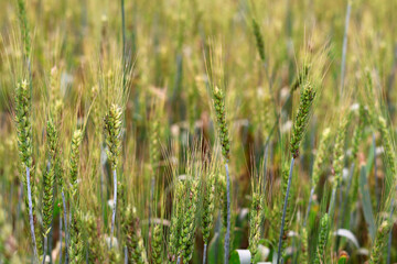 Fototapeta premium Close-up of Green Wheat Field