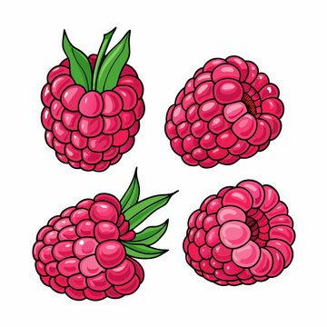Four vibrant raspberries are depicted in a colorful cartoon style illustration