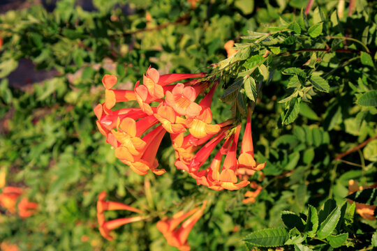 Cape Honeysuckle vibrant orange, trumpet-shaped flowers above its thick green canopy in Phoenix, Arizona