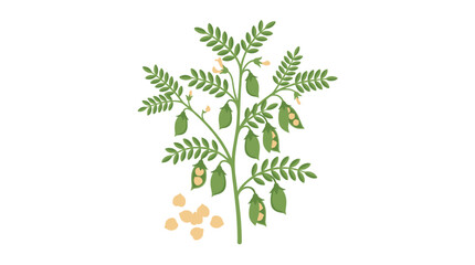 Fototapeta premium Fresh chickpea plants, a natural raw food from the farm, serve as a fiber crop, while the organic legume comes in green pods and beans with kernels, supporting healthy vegetarian eating and harvest