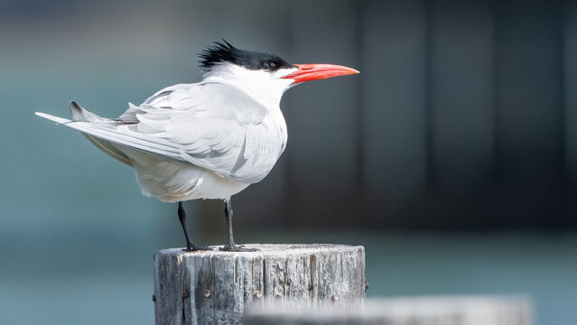 Common Tern on a post