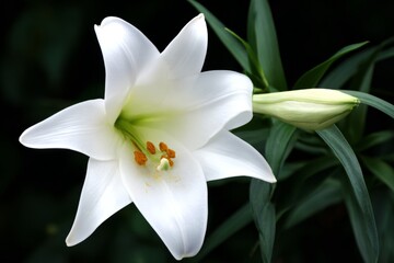 Obraz premium Easter and Lily Photography s 