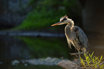 Obraz premium Back Lit Spiky Great Blue Heron (Ardea herodias)
