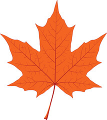 Obraz premium autumn Orange maple leaf vector illustration for nature design fall foliage, seasonal, botanical, tree, 