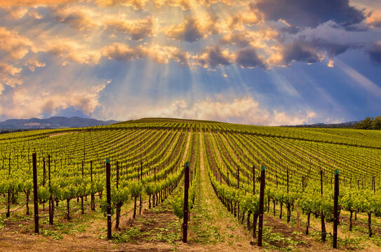 Beautiful sunset sky with sun rays streaming down over wine vineyards in Spring.