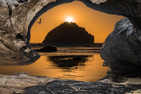 Ocean sunset on Face Rock viewed through an old weathered driftwood log on a sandy beach.