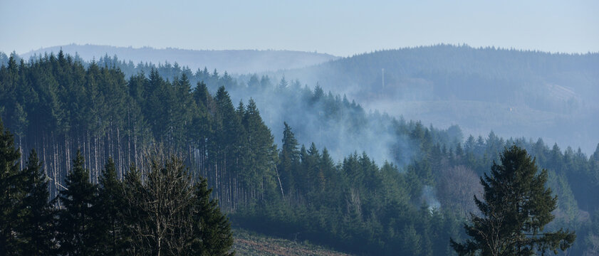 Petite fum&eacute;e d'un feu montant &agrave; travers les conif&egrave;res d'une parcelle de sylviculture, format banni&egrave;re