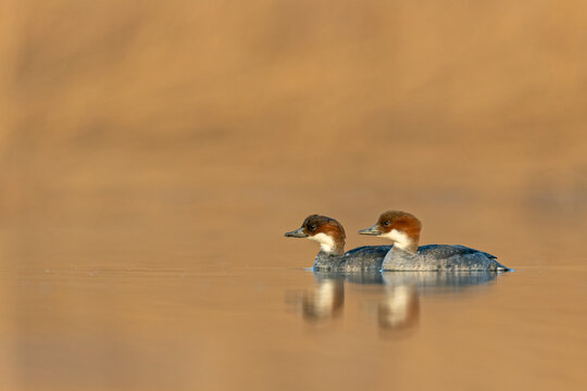 Pair of female Smews (Mergellus albellus) swimming together on a golden water surface. Autumn or winter wildlife photography.