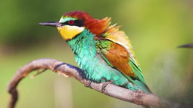 Beautiful wild bee-eater bird puffing up and shaking its colorful feathers while resting on a twig