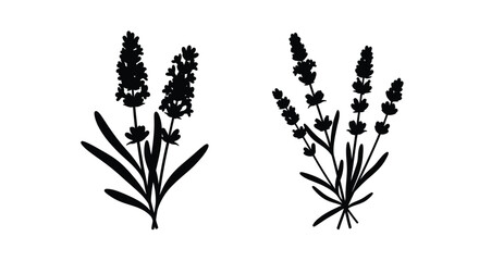 Two lavender sprigs depicted in a striking black silhouette © FARABI