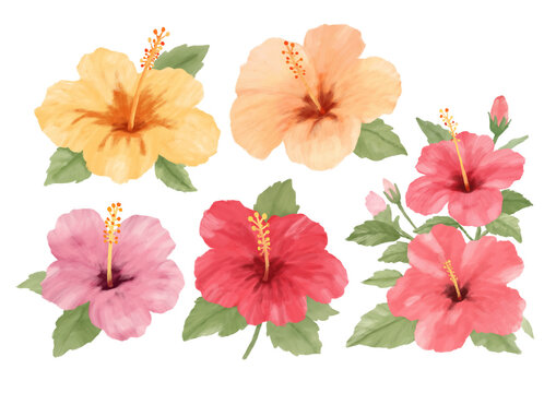 Conjunto de Flores de Hibisco no estilo aquarela desenhado a m&atilde;o - ilustra&ccedil;&atilde;o agrad&aacute;vel isolada 