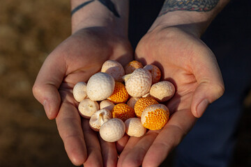 Manos de hombre tatuadas mostrando hongos comestibles, digueñes, mapuche, sur de Chile. © Mariana