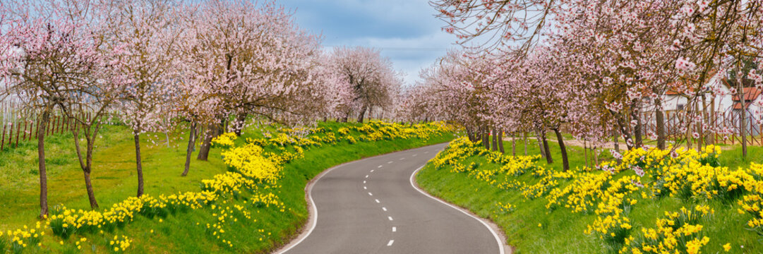 Scenic winding road lined with blooming almond and cherry trees and bright yellow daffodils under a blue cloudy sky. Beautiful spring landscape and travel concept.