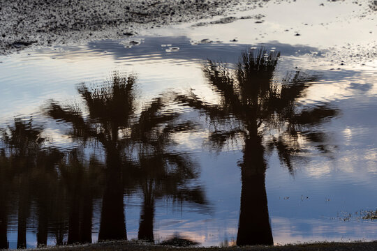 Fthiotida - Raches Village / Drepano Rachon (Reflection of a Palm Trees)