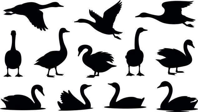 Swan silhouettes collection including flying, standing and swimming swans isolated, elegant water bird wildlife set for nature design