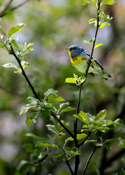 Northern Parula (Setophaga americana) Perched in a Budding Tree