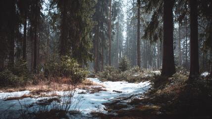 Fototapeta premium Spring snow ice thaw, end of Winter Season, hope, fresh start. A winter forest with snowcovered ground, lush green plants, and tall pine trees. The scene is illuminated by the sun.