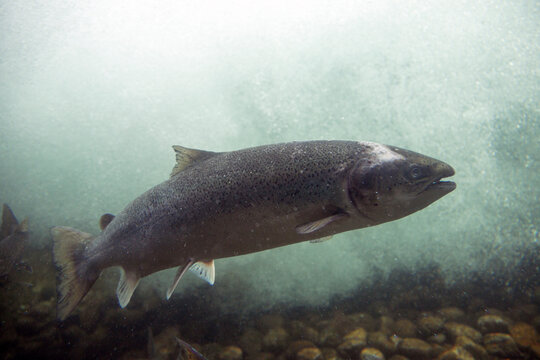 Wild salmon in a fishway (Sand, Norway)