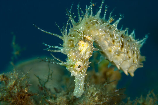 Detailed macro portrait of a Long-snouted Seahorse (Hippocampus guttulatus) facing the camera, Tamariu, Spain
