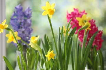 Obraz premium Beautiful spring flowers near window indoors, closeup