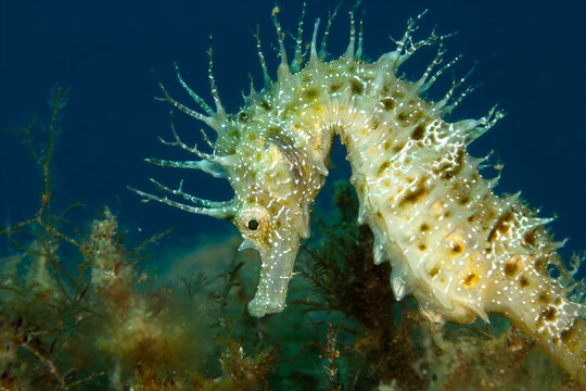 Close-up of a Long-snouted Seahorse (Hippocampus guttulatus) showing incredible skin filaments and detailed eye, Tamariu, Spain