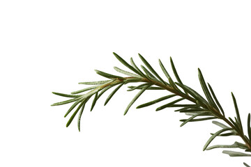 Fototapeta premium Fresh rosemary sprig with green needle-like leaves, aromatic herb for cooking and seasoning, transparent background