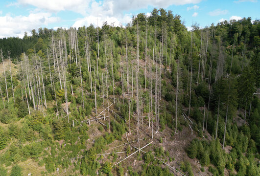 Waldsterben im Harz bei Torfhaus