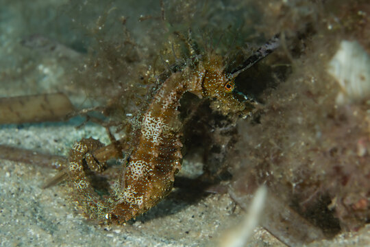 A dark-colored Long-snouted Seahorse (Hippocampus guttulatus) holding onto algae on the sandy seabed, Tamariu, Spain