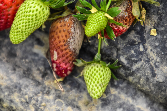 Strawberry fruit with white spot fungus. Gardening, horticulture and organic agriculture concept, Rotten strawberries, mould strawberry, rotten fruit background, moldy strawberries in garden, close-up