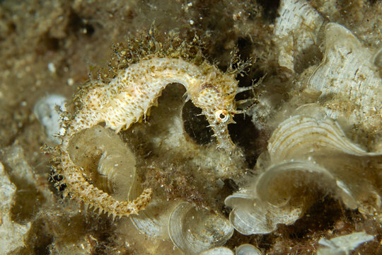 Shell‑Side Sentinel &ndash; Hippocampus guttulatus in Coastal Rubble
